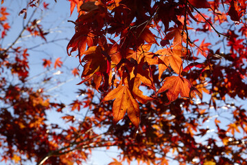 Stems and Red Fall Leaves