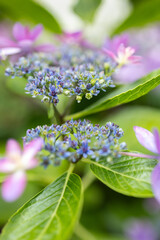 Lacecap Hydrangea clusters of delicate blue and purple hues in full bloom are surrounded by lush green leaves. The soft focus in the background highlights the rainy season flower's intricate details.