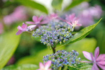 Lacecap Hydrangea shows delicate hues of purple and blue surrounded by lush green foliage. The soft focus background enhances the blossom's vivid colors and intricate details.