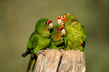 threesome-Finsch's conure
