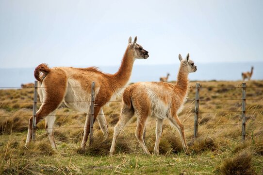 Guanaco & chulengo