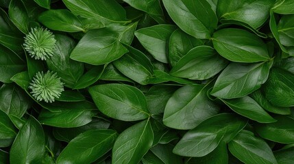 Lush green leaves and buds background texture