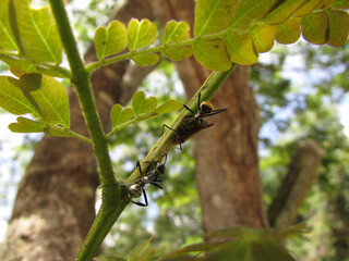 A golden ant (Camponotus sericeiventris) and a soldier insect on a tree in an ecological interaction