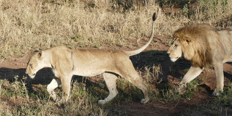 Powerful lion pair traversing golden grasslands, symbolizing majestic predator partnership in expansive wilderness landscape