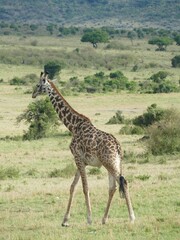 Giraffe walking in the masai mara national reserve, kenya, africa