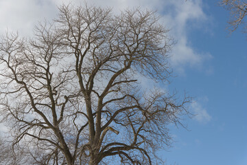 tree and sky