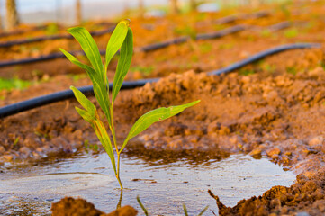 Willow plant shrub, tree planting initiative in urban area, drip irrigation system
