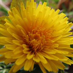 日本で早春にタンポポが黄色い花を咲かせています