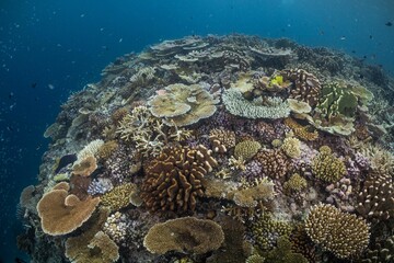Great Barrier Reef Underwater adventure explore coral fish Australia scuba diving