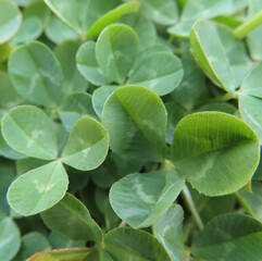 日本で早春にシロツメクサが白い花を咲かせています