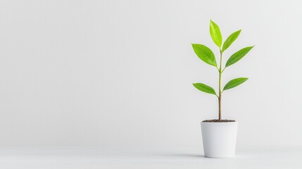 Small plant in white pot on white background.  Possible use for nature,growth,sustainability