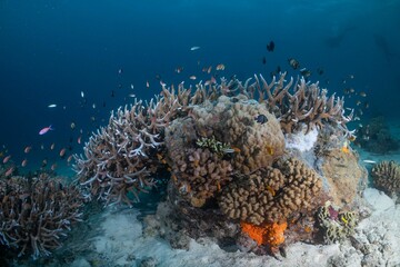 Great Barrier Reef Underwater adventure explore coral fish Australia scuba diving