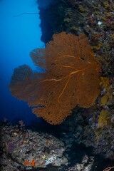 Great Barrier Reef Underwater adventure explore coral fish Australia scuba diving