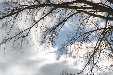 tree branch in silhouette on a winter sky with feathery clouds