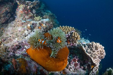 Great Barrier Reef Underwater adventure explore coral fish Australia scuba diving