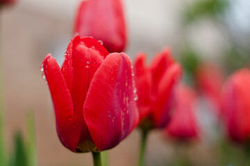 Macro of red and orange tulips on field detailed photographed with morning condensation water drops. 