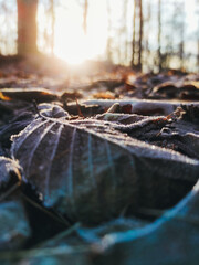 The fallen leaves on the ground were covered in frost.

