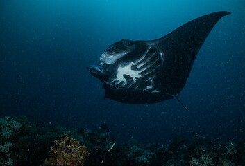 Manta ray underwater ocean beautiful black white blue 