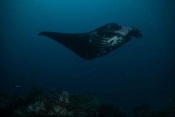 Manta ray underwater ocean beautiful black white blue 