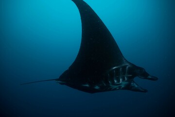 Manta ray underwater ocean beautiful black white blue 