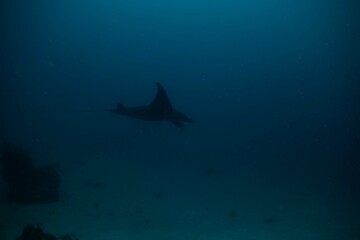 Manta ray underwater ocean beautiful black white blue 