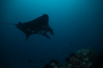 Manta ray underwater ocean beautiful black white blue 