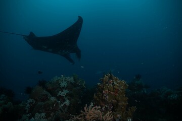 Manta ray underwater ocean beautiful black white blue 