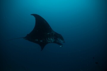 Manta ray underwater ocean beautiful black white blue 