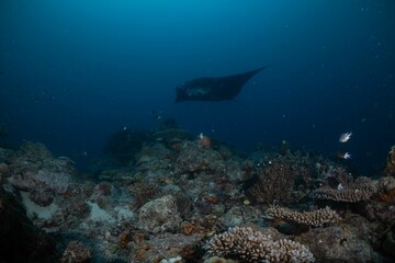 Manta ray underwater ocean beautiful black white blue 