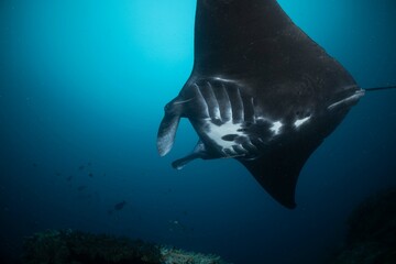 Manta ray underwater ocean beautiful black white blue 
