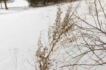 dried plant matter poking through the snow in a park in the city