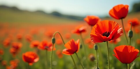 Obraz premium Vibrant red poppy flowers blooming in a field, flora, vibrant, petals