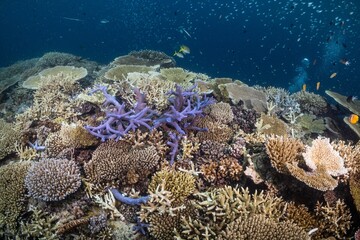 Great Barrier Reef Underwater adventure explore coral fish Australia scuba diving