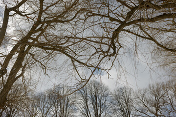 duelling bare weeping willow branches with defocused bare trees in the distance on a cloudy winter...
