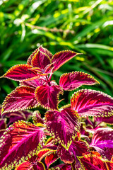 Coleus sp pertenece a la familia de Lamiaceae.