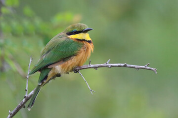 Zwergspint / Little bee-eater / Merops pusillus