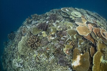 Great Barrier Reef Underwater adventure explore coral fish Australia scuba diving