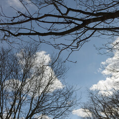 abstracting winter sky with feathery clouds on blue and bare branches in partial silhouette