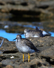 seabirds in Rio Negro province, argentine atlantic coast