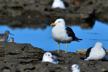 Obraz premium seabirds in Rio Negro province, argentine atlantic coast