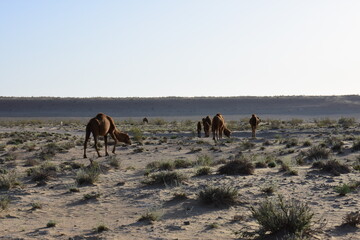 group of camels wandering in desert