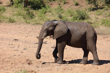 Fototapeta premium Afrikanischer Elefant / African elephant / Loxodonta africana