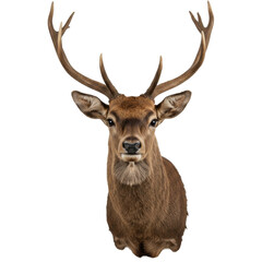 deer head, cutout, transparent background, png, deer, animal, wildlife, nature, antlers, forest, wild, mammal, animal portrait