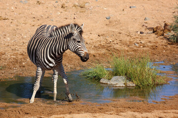Steppenzebra / Burchell's zebra / Equus quagga burchellii