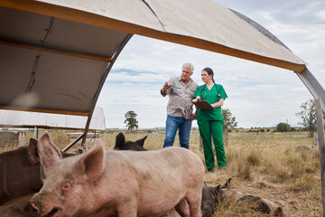 Vet, mature farmer or people with pigs for care, medical consultation and healthcare inspection....