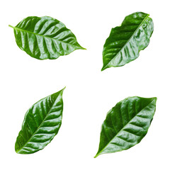 set of green coffee leaves floating in different directions isolated on a white background