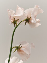 淡いピンク色のスイートピー　sweetpea