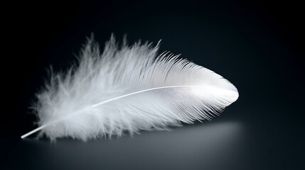 Obraz premium Single White Feather Against Dark Background