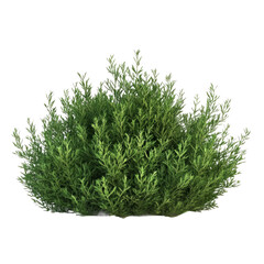 shrub bush, white background
