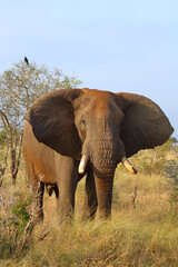 Fototapeta premium Afrikanischer Elefant / African elephant / Loxodonta africana..